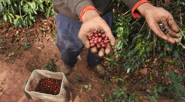 Yunnan Coffee Farm Tour