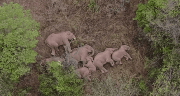 Wild Elephant Sanctuary Visit